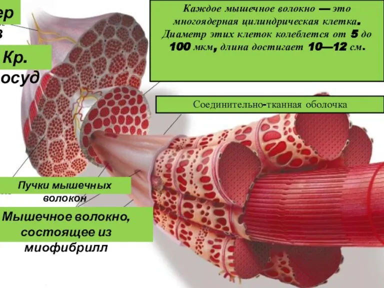 нерв Кр.сосуд Соединительно-тканная оболочка Пучки мышечных волокон Мышечное волокно, состоящее из миофибрилл