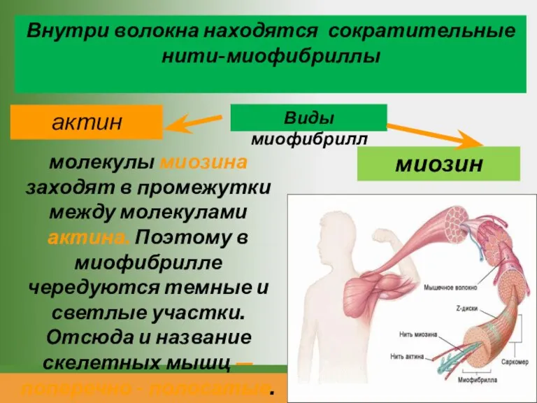 Внутри волокна находятся сократительные нити-миофибриллы актин миозин молекулы миозина заходят в промежутки