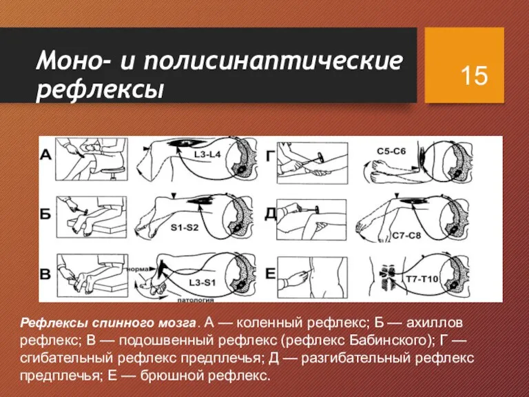 Моно- и полисинаптические рефлексы МОНОСИНАПТИЧЕСКИЕ рефлексы реализуются 2-х нейронной рефлекторной дугой Рефлексы