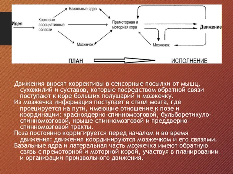 Движения вносят коррективы в сенсорные посылки от мышц, сухожилий и суставов, которые