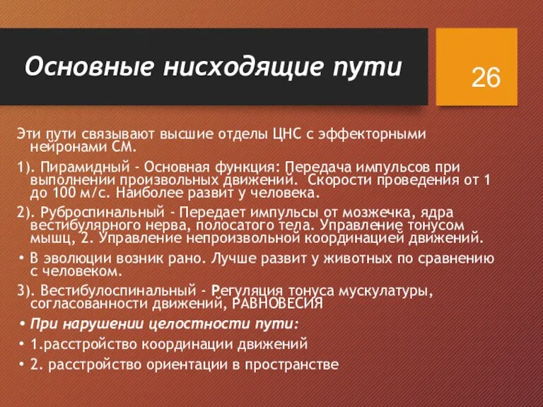 Основные нисходящие пути Эти пути связывают высшие отделы ЦНС с эффекторными нейронами