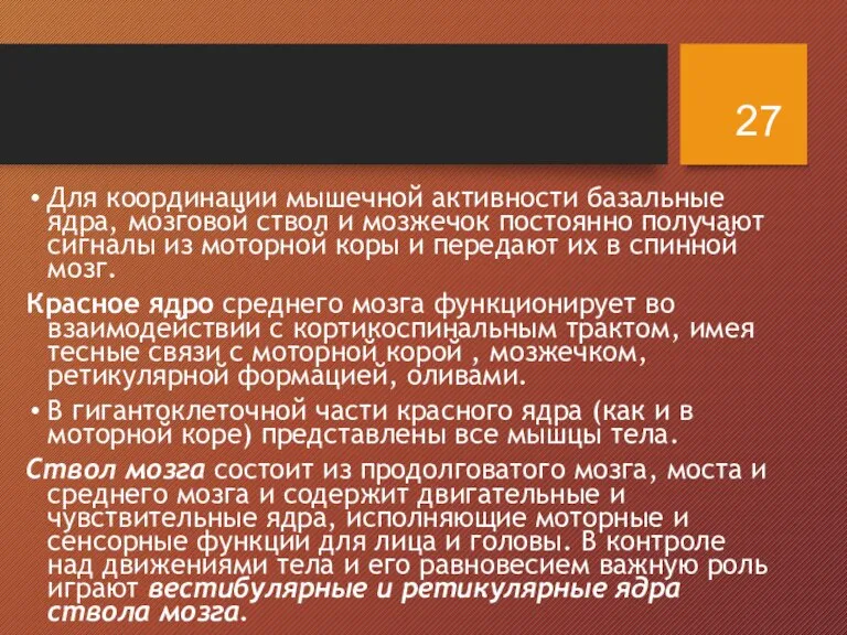 Для координации мышечной активности базальные ядра, мозговой ствол и мозжечок постоянно получают