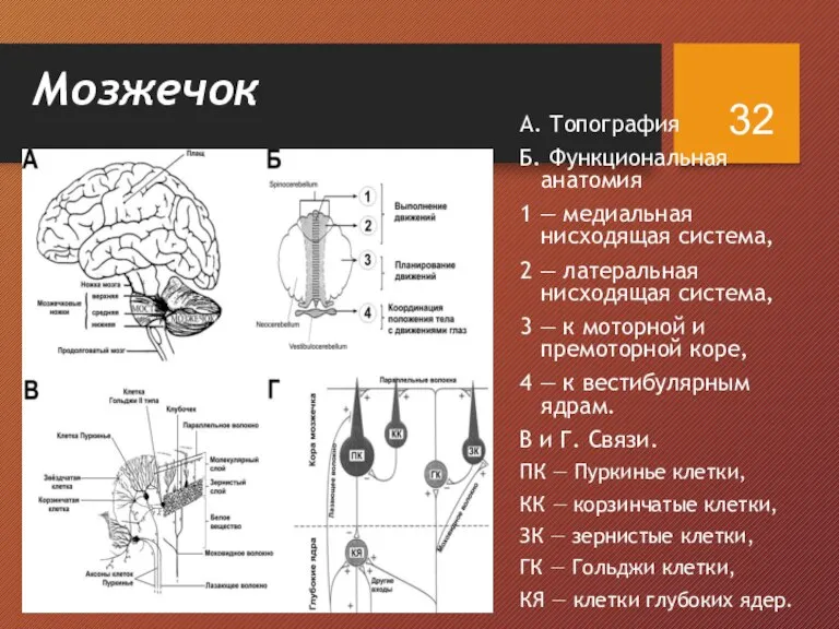 Мозжечок А. Топография Б. Функциональная анатомия 1 — медиальная нисходящая система, 2