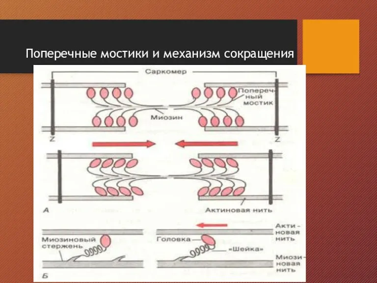 Поперечные мостики и механизм сокращения