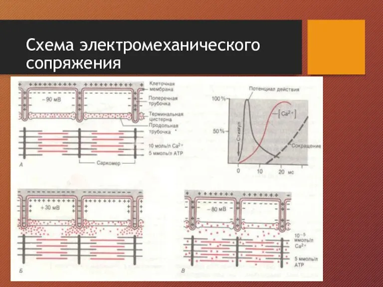 Схема электромеханического сопряжения