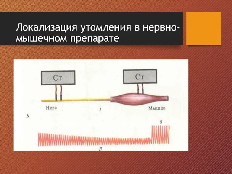 Локализация утомления в нервно-мышечном препарате