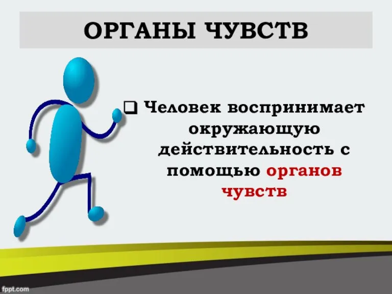 ОРГАНЫ ЧУВСТВ Человек воспринимает окружающую действительность с помощью органов чувств