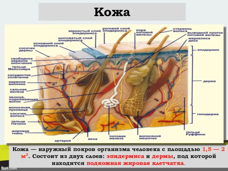 Кожа Кожа — наружный покров организма человека с площадью 1,5 — 2