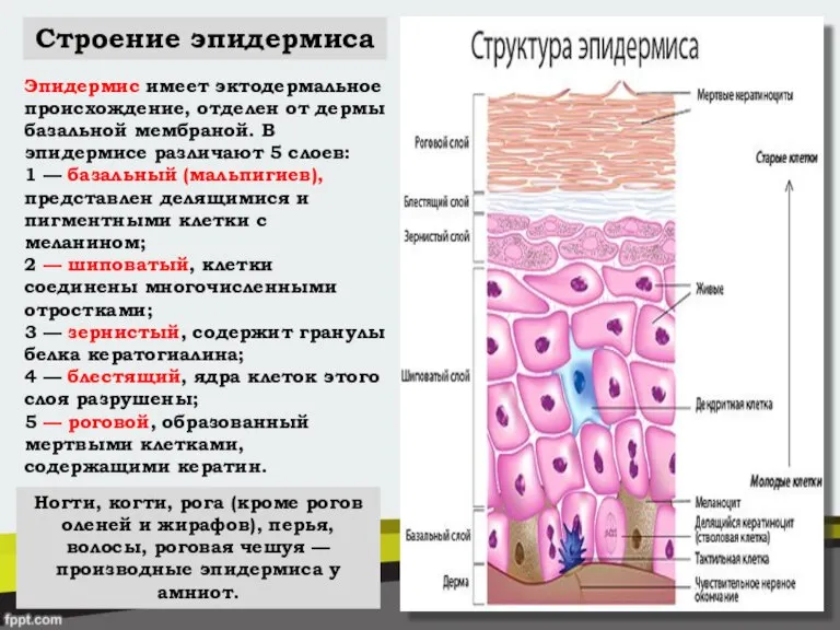Строение эпидермиса Эпидермис имеет эктодермальное происхождение, отделен от дермы базальной мембраной. В