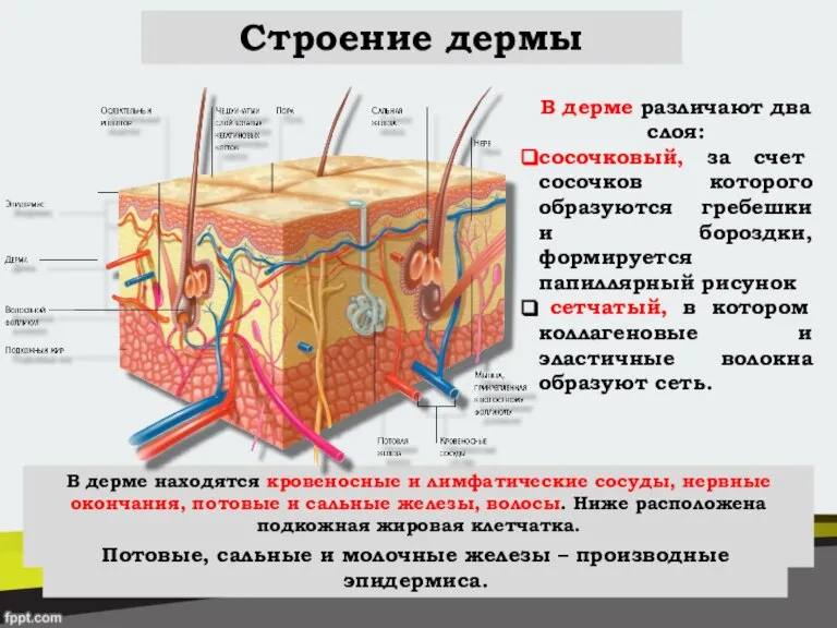 Строение дермы В дерме различают два слоя: сосочковый, за счет сосочков которого