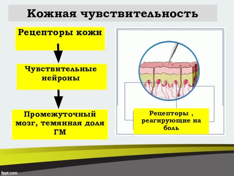 Кожная чувствительность . Рецепторы , реагирующие на боль