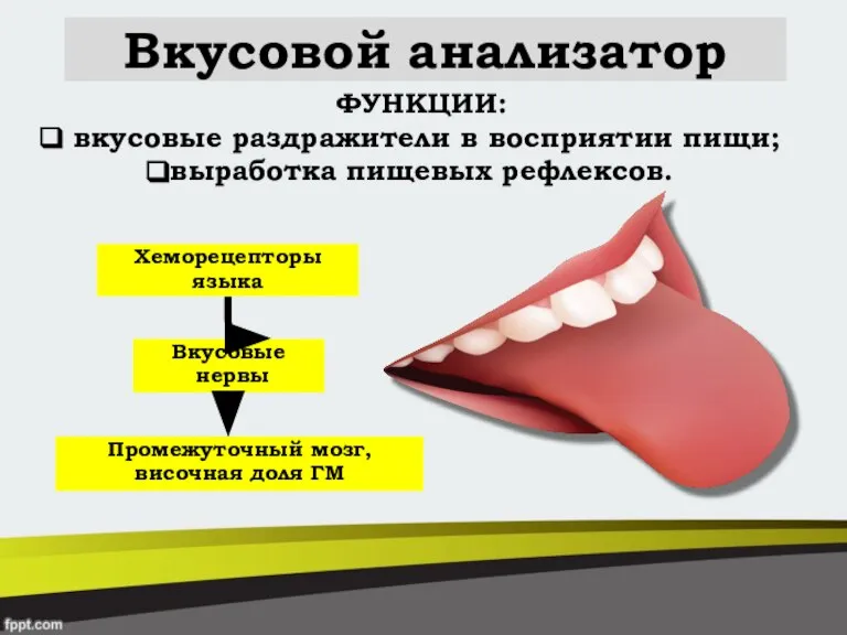 Вкусовой анализатор ФУНКЦИИ: вкусовые раздражители в восприятии пищи; выработка пищевых рефлексов.