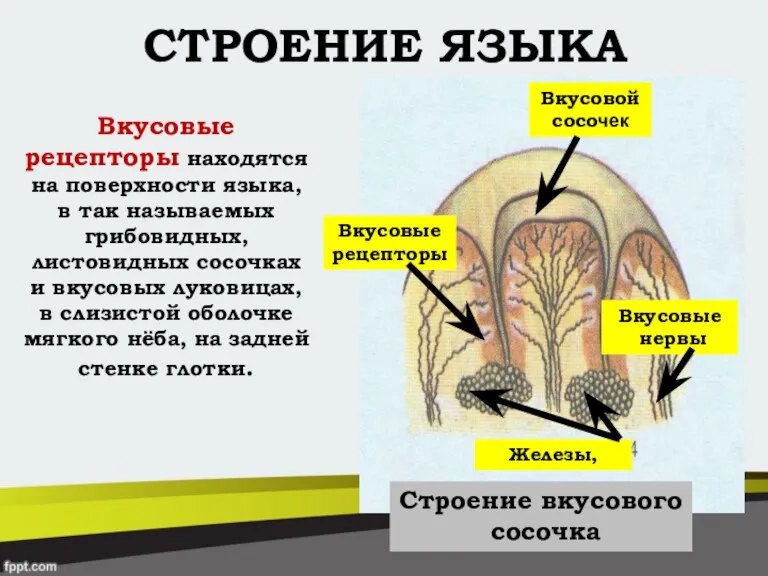 СТРОЕНИЕ ЯЗЫКА Вкусовые рецепторы находятся на поверхности языка, в так называемых грибовидных,