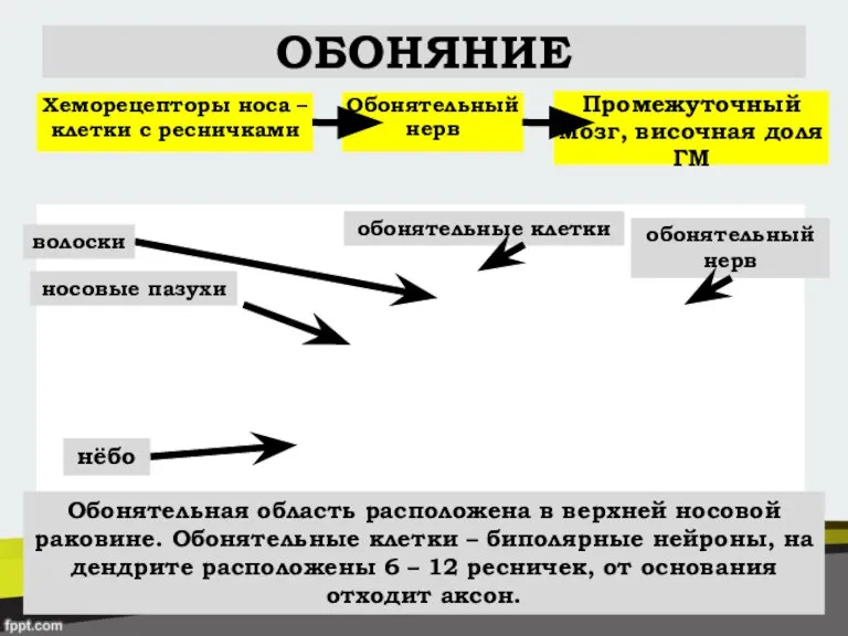 ОБОНЯНИЕ обонятельный нерв обонятельные клетки нёбо волоски носовые пазухи Обонятельная область расположена