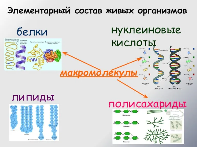 белки Элементарный состав живых организмов липиды полисахариды нуклеиновые кислоты макромолекулы