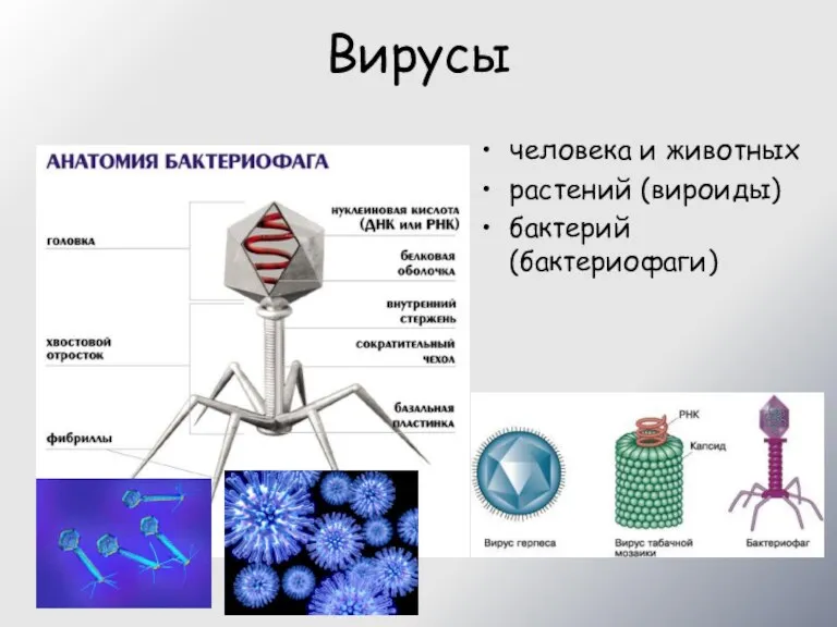 Вирусы человека и животных растений (вироиды) бактерий (бактериофаги)