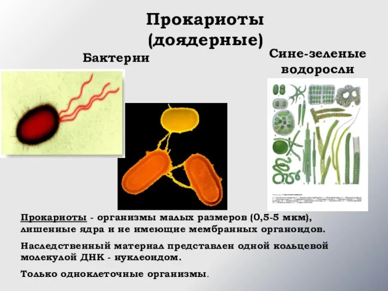 Прокариоты (доядерные) Бактерии Сине-зеленые водоросли Прокариоты - организмы малых размеров (0,5-5 мкм),