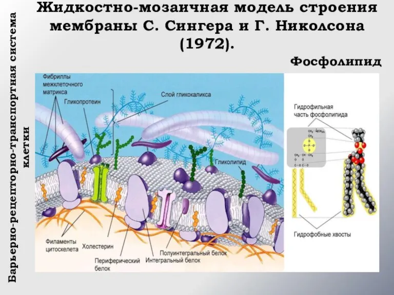 Жидкостно-мозаичная модель строения мембраны С. Сингера и Г. Николсона (1972). Барьерно-рецепторно-транспортная система клетки Фосфолипид
