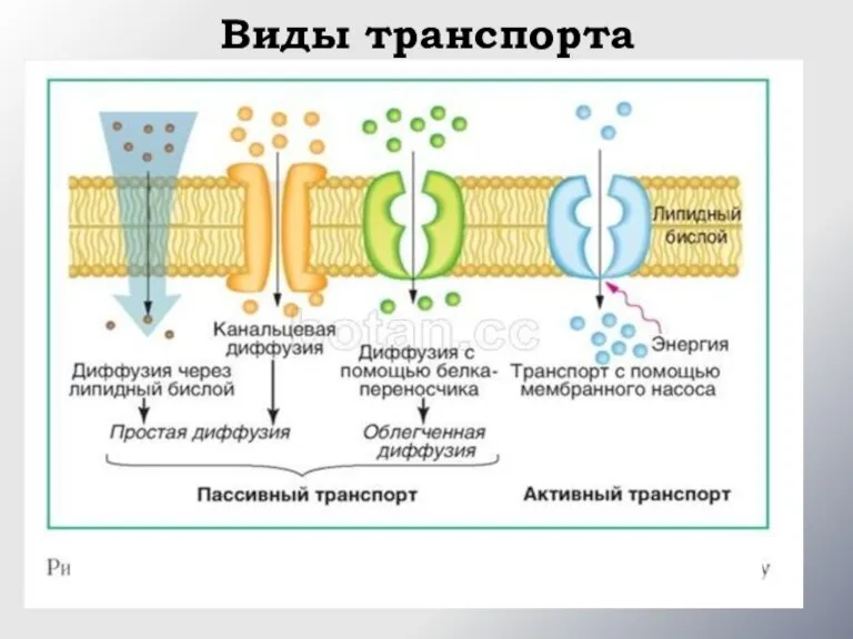 Виды транспорта Na+/K+ -насос