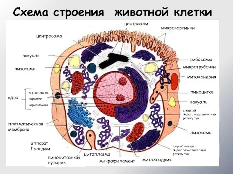 Схема строения животной клетки центросома вакуоль лизосома ядро кариоплазма кариолемма ядрышки плазматическая