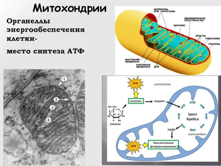 Митохондрии Органеллы энергообеспечения клетки- место синтеза АТФ