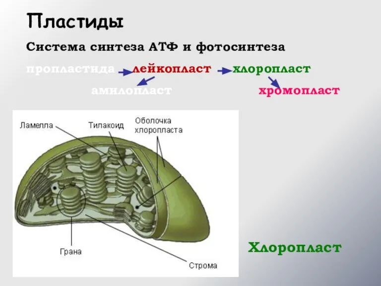 Хлоропласт Пластиды Система синтеза АТФ и фотосинтеза пропластида лейкопласт хлоропласт амилопласт хромопласт