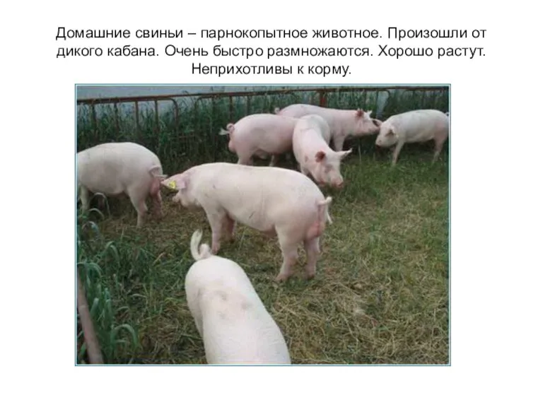 Домашние свиньи – парнокопытное животное. Произошли от дикого кабана. Очень быстро размножаются.