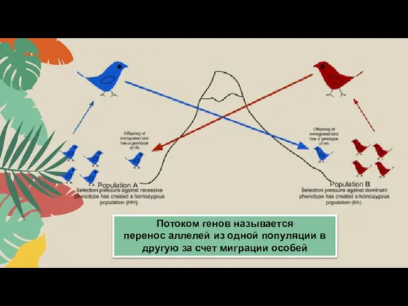 Потоком генов называется перенос аллелей из одной популяции в другую за счет миграции особей