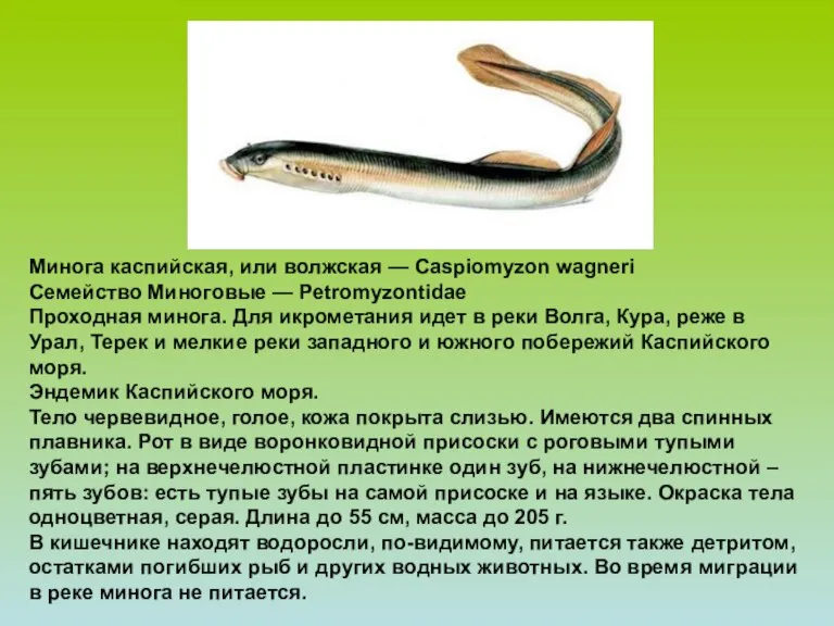 Минога каспийская, или волжская — Caspiomyzon wagneri Семейство Миноговые — Petromyzontidae Проходная