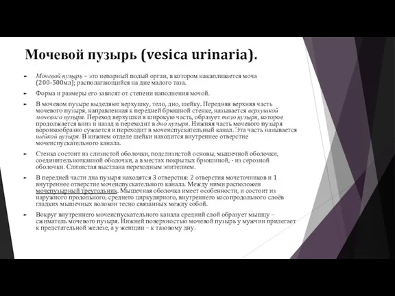 Мочевой пузырь (vesica urinaria). Мочевой пузырь – это непарный полый орган, в