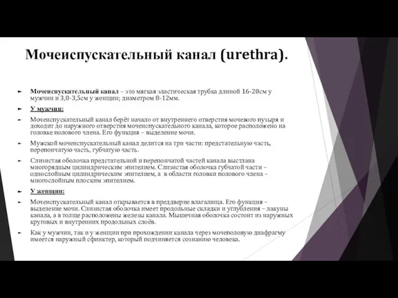 Мочеиспускательный канал (urethra). Мочеиспускательный канал – это мягкая эластическая трубка длиной 16-20см