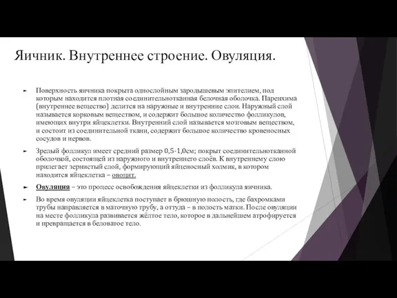 Яичник. Внутреннее строение. Овуляция. Поверхность яичника покрыта однослойным зародышевым эпителием, под которым