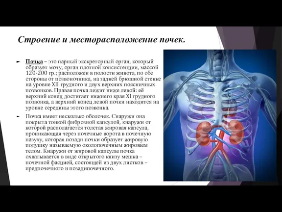 Строение и месторасположение почек. Почка – это парный экскреторный орган, который образует