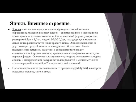 Яички. Внешнее строение. Яички – это парная мужская железа, функции которой является