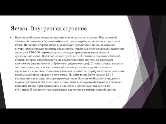 Яички. Внутреннее строение Брюшина образует вокруг яичка замкнутую серозную полость. Под серозной