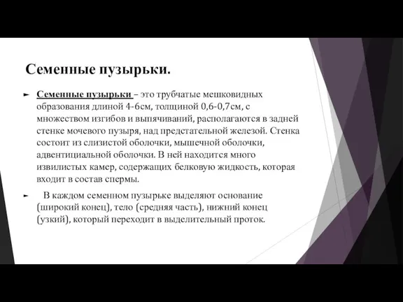 Семенные пузырьки. Семенные пузырьки – это трубчатые мешковидных образования длиной 4-6см, толщиной