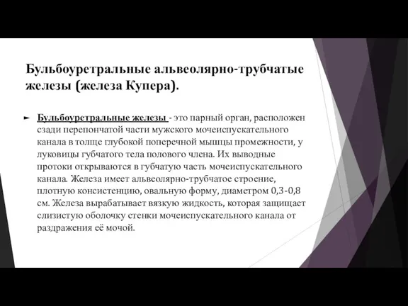 Бульбоуретральные альвеолярно-трубчатые железы (железа Купера). Бульбоуретральные железы - это парный орган, расположен