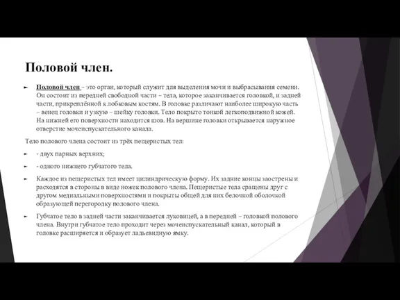 Половой член. Половой член – это орган, который служит для выделения мочи