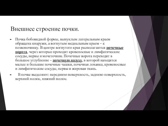 Внешнее строение почки. Почка бобовидной формы, выпуклым латеральным краем обращена кнаружи, а