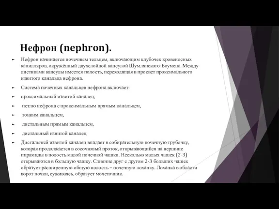 Нефрон (nephron). Нефрон начинается почечным тельцем, включающим клубочек кровеносных капилляров, окружённый двухслойной