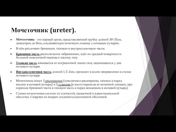 Мочеточник (ureter). Мочеточник - это парный орган, представляющий трубку длиной 30-35см, диаметром