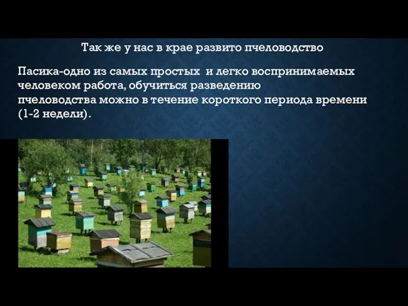 Так же у нас в крае развито пчеловодство Пасика-одно из самых простых