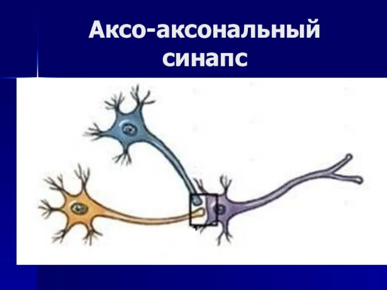 Аксо-аксональный синапс