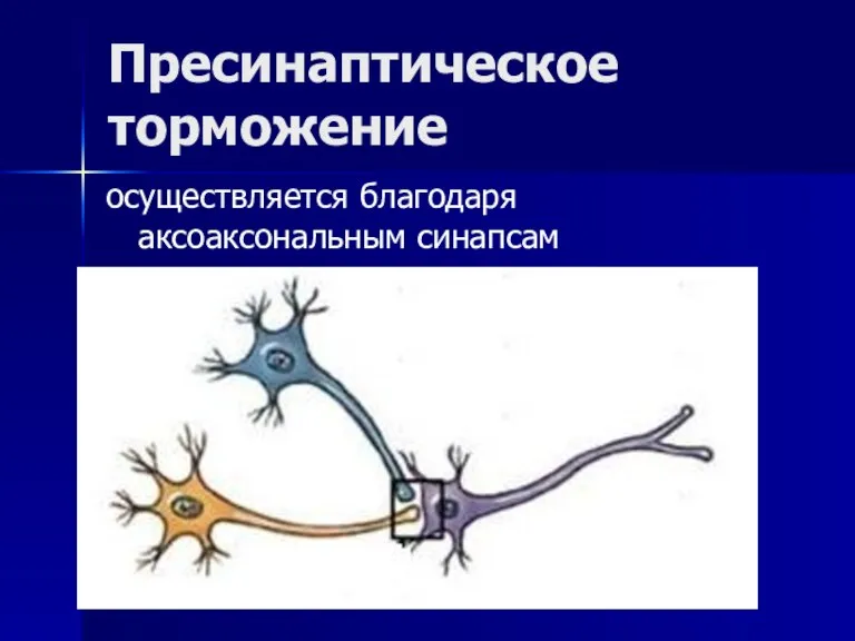 Пресинаптическое торможение осуществляется благодаря аксоаксональным синапсам