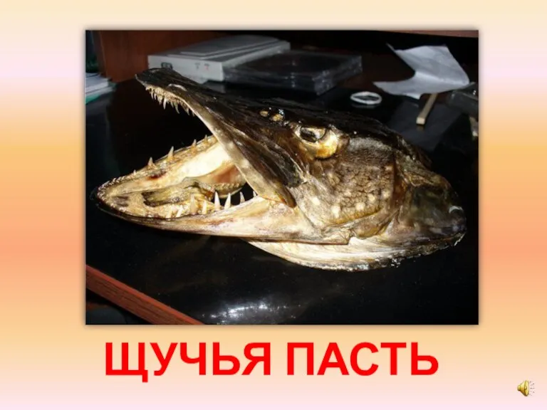 ЩУЧЬЯ ПАСТЬ