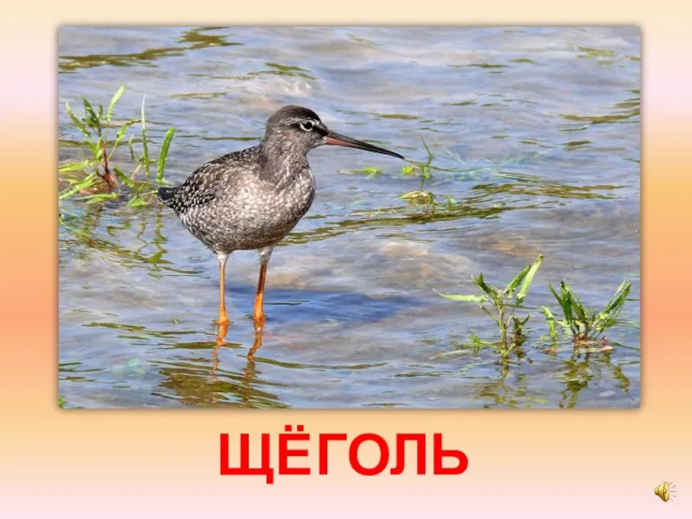 ЩЁГОЛЬ