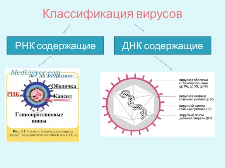 Классификация вирусов РНК содержащие ДНК содержащие