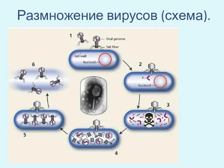 Размножение вирусов (схема).