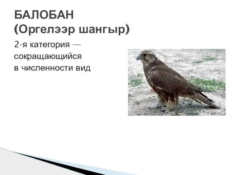 2-я категория — сокращающийся в численности вид БАЛОБАН (Оргелээр шангыр)