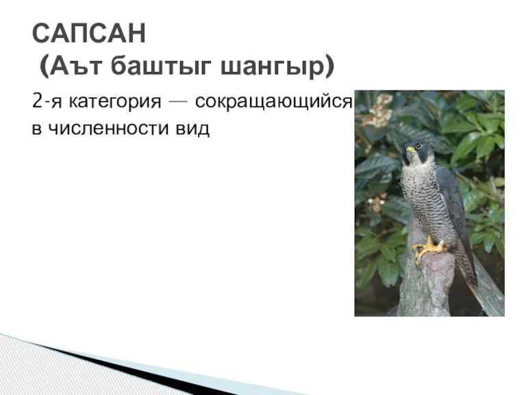 2-я категория — сокращающийся в численности вид САПСАН (Аът баштыг шангыр)